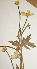 Ranunculus hispidus caricetorum