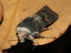 Proteuxoa cinereicollis