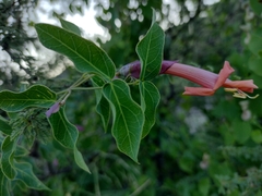 Dolichandra cynanchoides