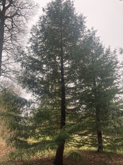 Sequoia sempervirens