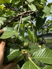 Psidium guineense