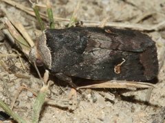 Proteuxoa cinereicollis