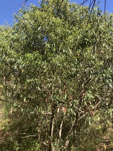 Image of Ocotea acutifolia by (c) Facundo Chieffo, some rights reserved (CC BY)