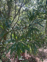 Pouteria salicifolia