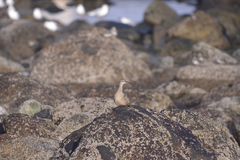Numenius phaeopus hudsonicus