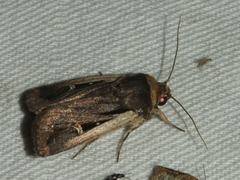 Proteuxoa tortisigna