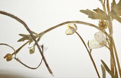 Ranunculus hispidus caricetorum