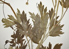 Ranunculus hispidus caricetorum