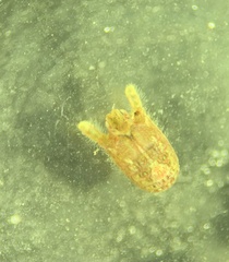 Dynamene magnitorata