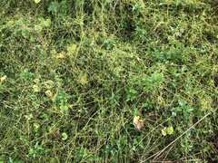 Cuscuta chinensis