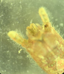 Dynamene magnitorata