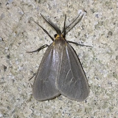 Pagara simplex