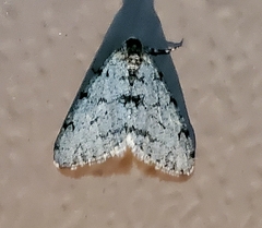 Phigalia strigataria