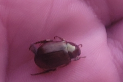 Callistethus marginatus