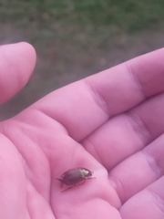 Callistethus marginatus