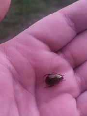 Callistethus marginatus