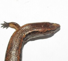 Oligosoma aeneum
