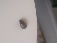 Callistethus marginatus