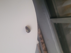 Callistethus marginatus