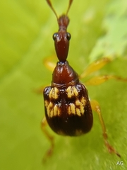 Apoderini