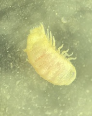 Dynamene magnitorata