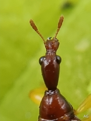 Apoderini