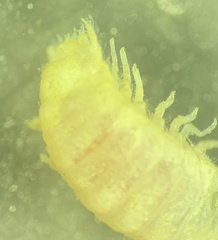 Dynamene magnitorata