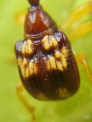 Apoderini