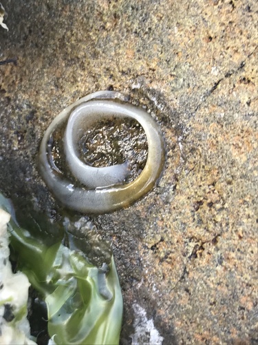 Striped False Limpet