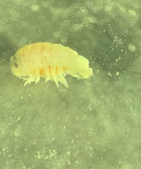 Dynamene magnitorata