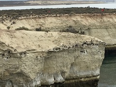 Leucocarbo magellanicus