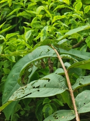 Apoderini