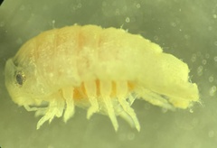 Dynamene magnitorata