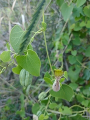 Aristolochia argentina