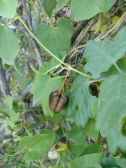 Aristolochia argentina