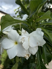 Plumeria