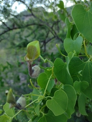 Aristolochia argentina