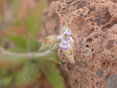 Salvia aegyptiaca image