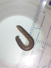 Cylindroiulus caeruleocinctus