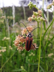 Basiptera castaneipennis