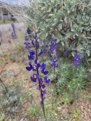 Lupinus sparsiflorus