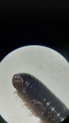 Cylindroiulus caeruleocinctus