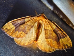 Eulithis populata