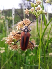 Basiptera castaneipennis