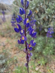 Lupinus sparsiflorus