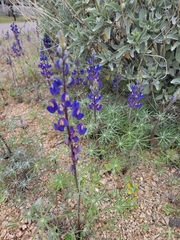 Lupinus sparsiflorus