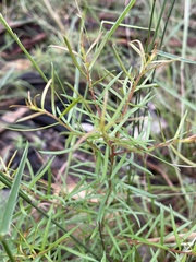 Persoonia nutans