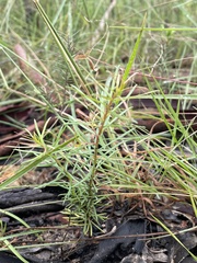 Persoonia nutans