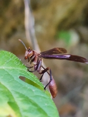 Mischocyttarus