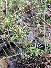 Persoonia nutans